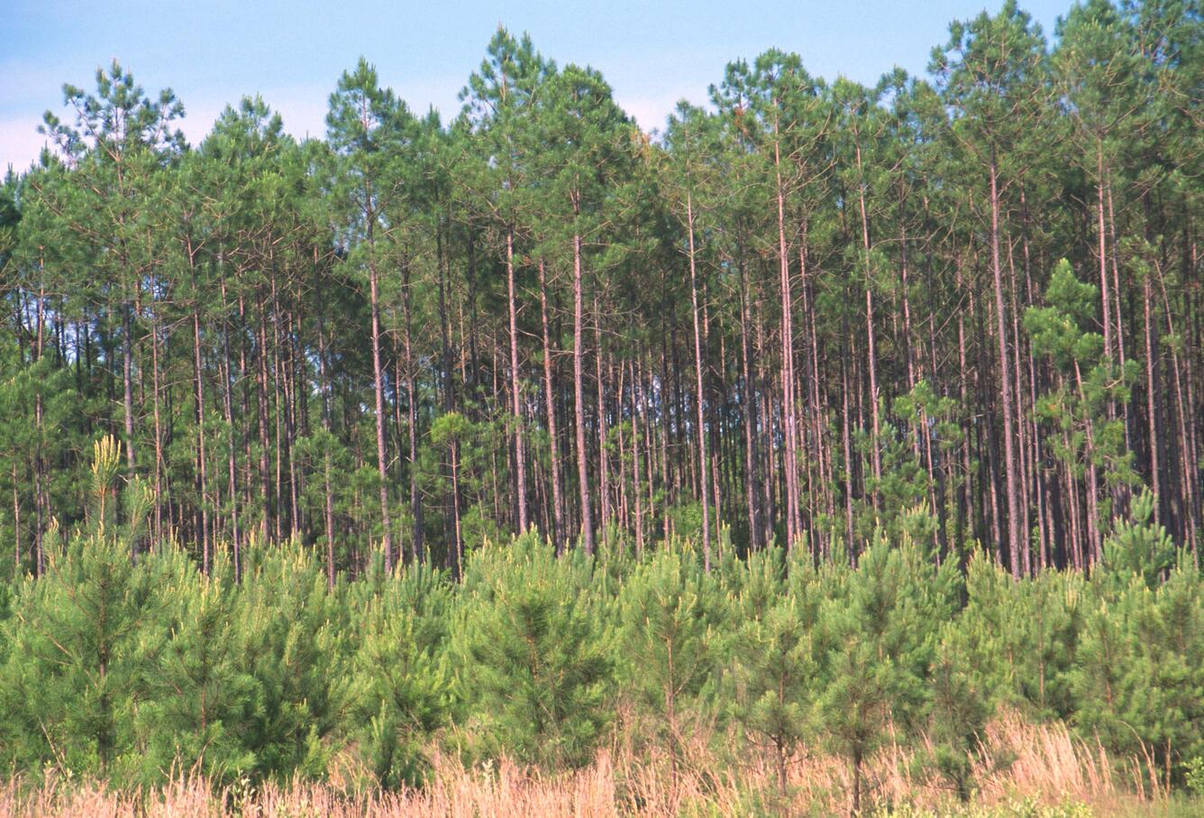 Two stands of pine trees - one very mature, one in front very young