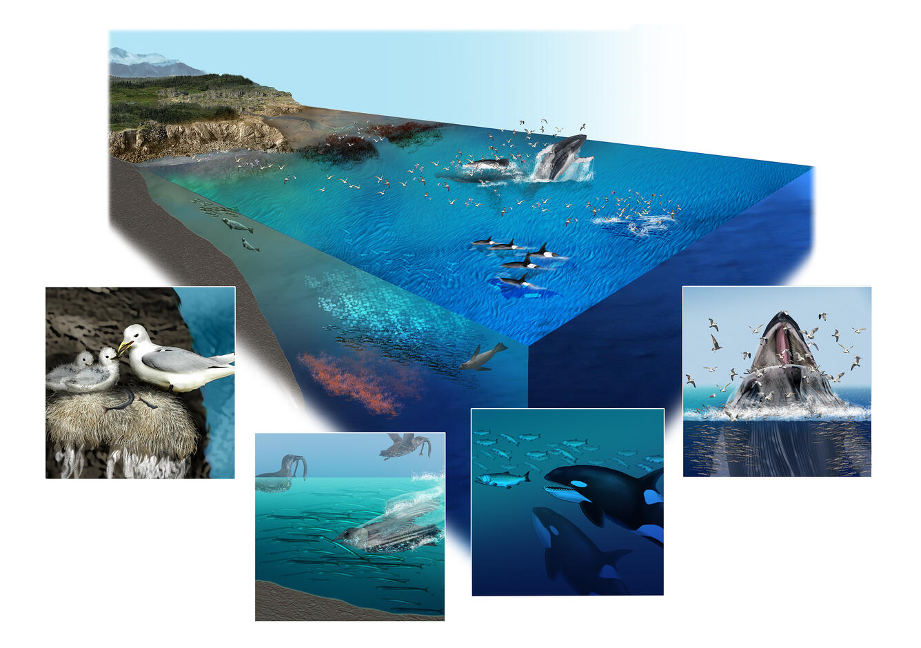 Graphic with five images. Shows land to ocean with whales, seals, nesting kittiwakes, and forage fish under the water.