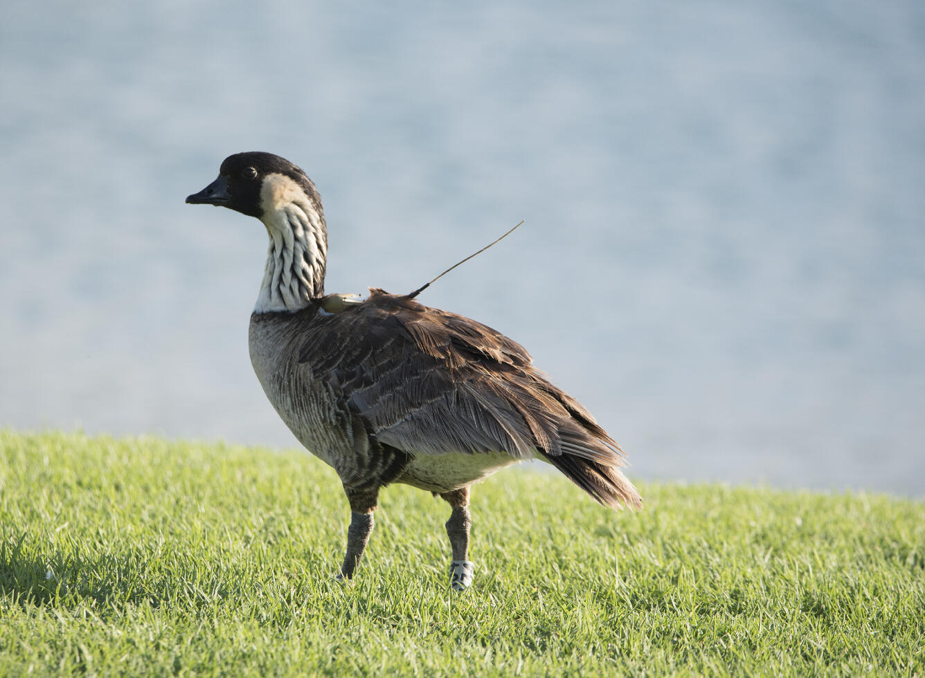 A goose in a grassy field, with a band on each leg and a transmitter backpack 