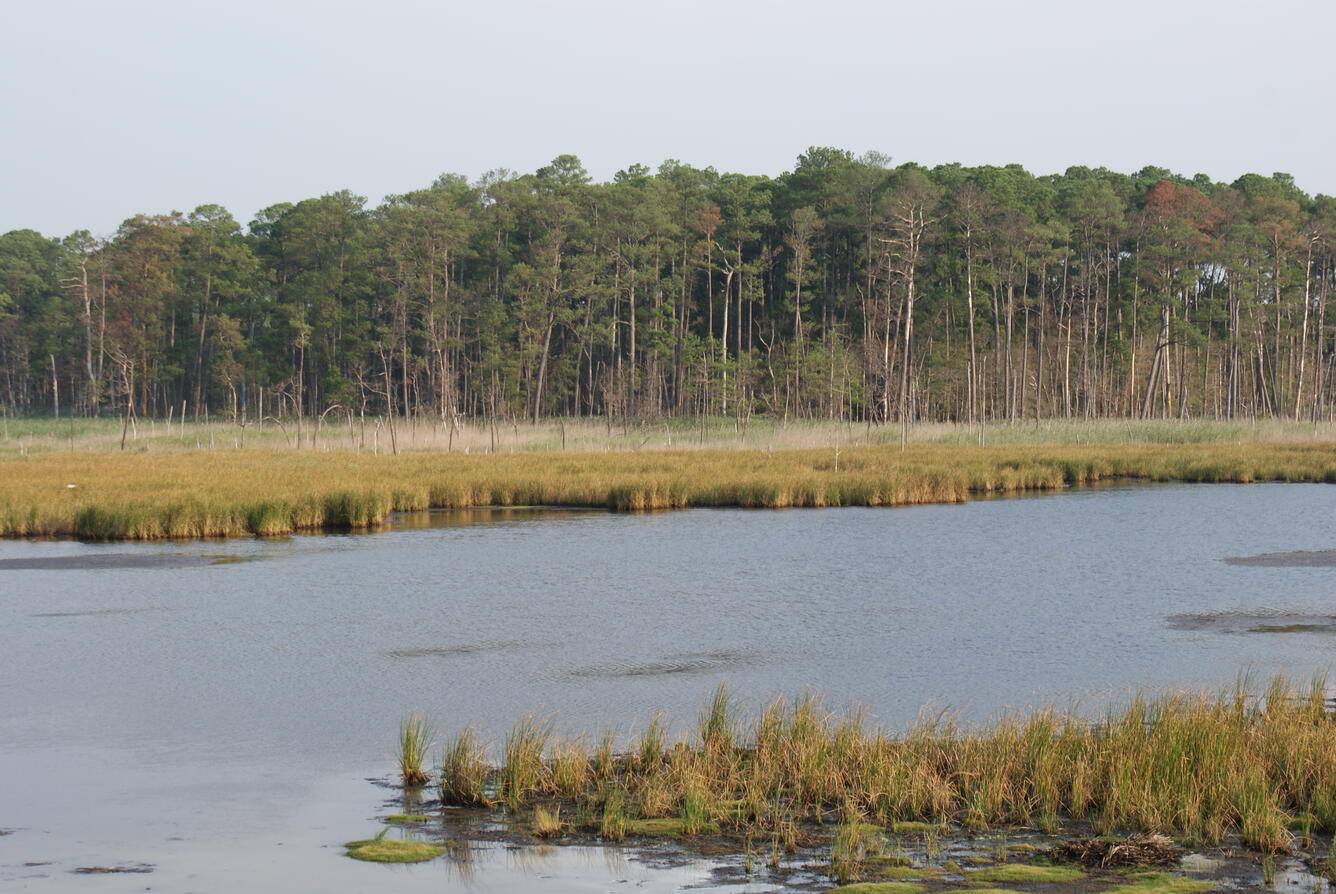 Marsh with pine trees