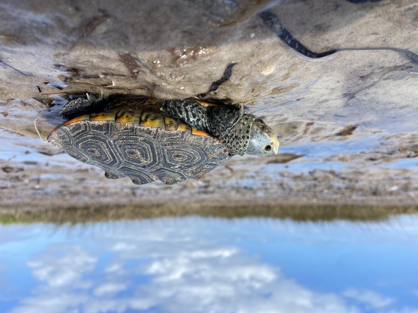 A Diamondback terrapin on top of a mud flat with green vegetation and blue sky in the distance