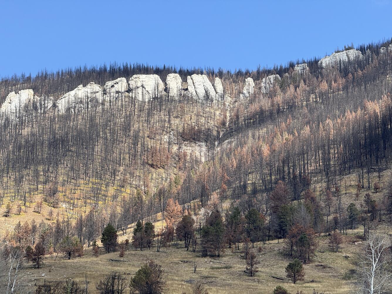 gray rock outcrop at the top of of a hillslope that is covered with burned trees