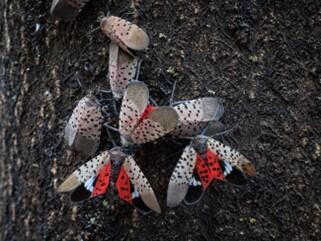 This image shows numerous Spotted Lanternflies, some with there colorful and spotted wings exposed. 