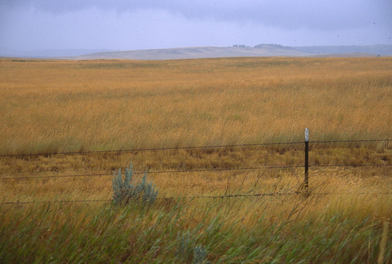 A grassland with a barbed wire fence in the foreground and a rolling hill in the distant background