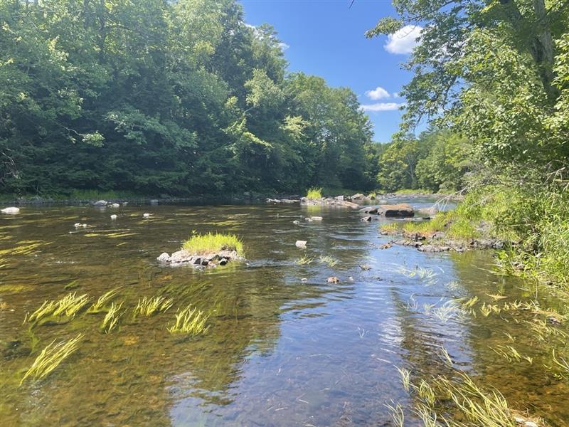 A view of a river with grass growth during the summer.