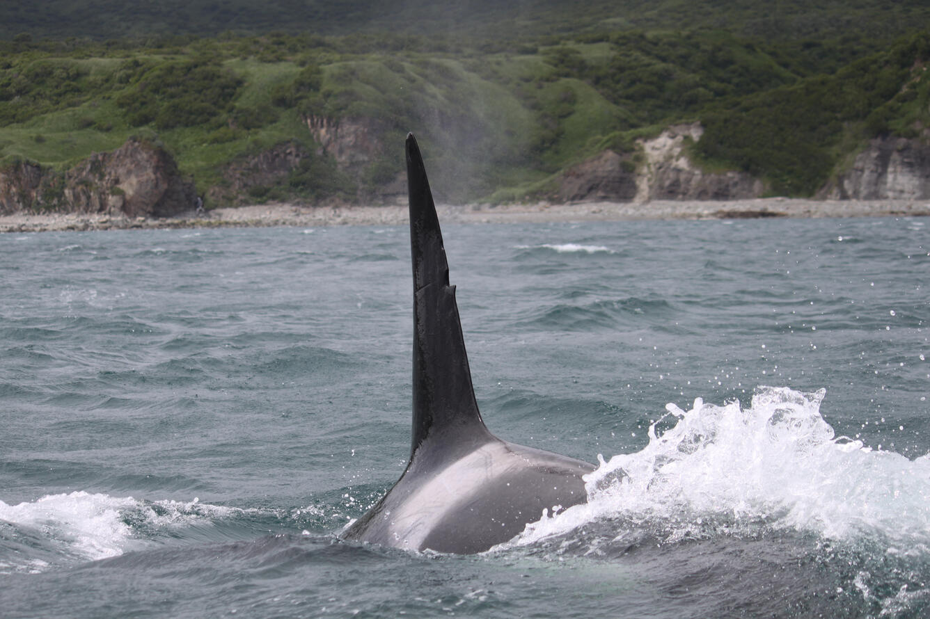 Close up of a large Orca dorsal fin with notch and saddle patch on body. Water surface broken by dive. Green cliffs in back.