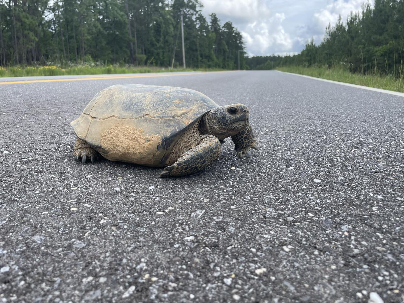 A Gopher tortoise crossing the road