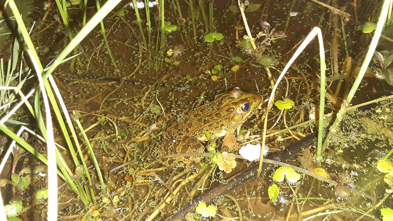 Chiricahua leopard frog