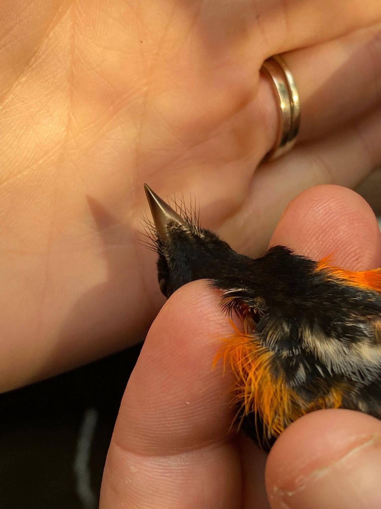 A small warbler is held up to a hand, the contrast shows the black whisker-like bristles the bird has around its bill