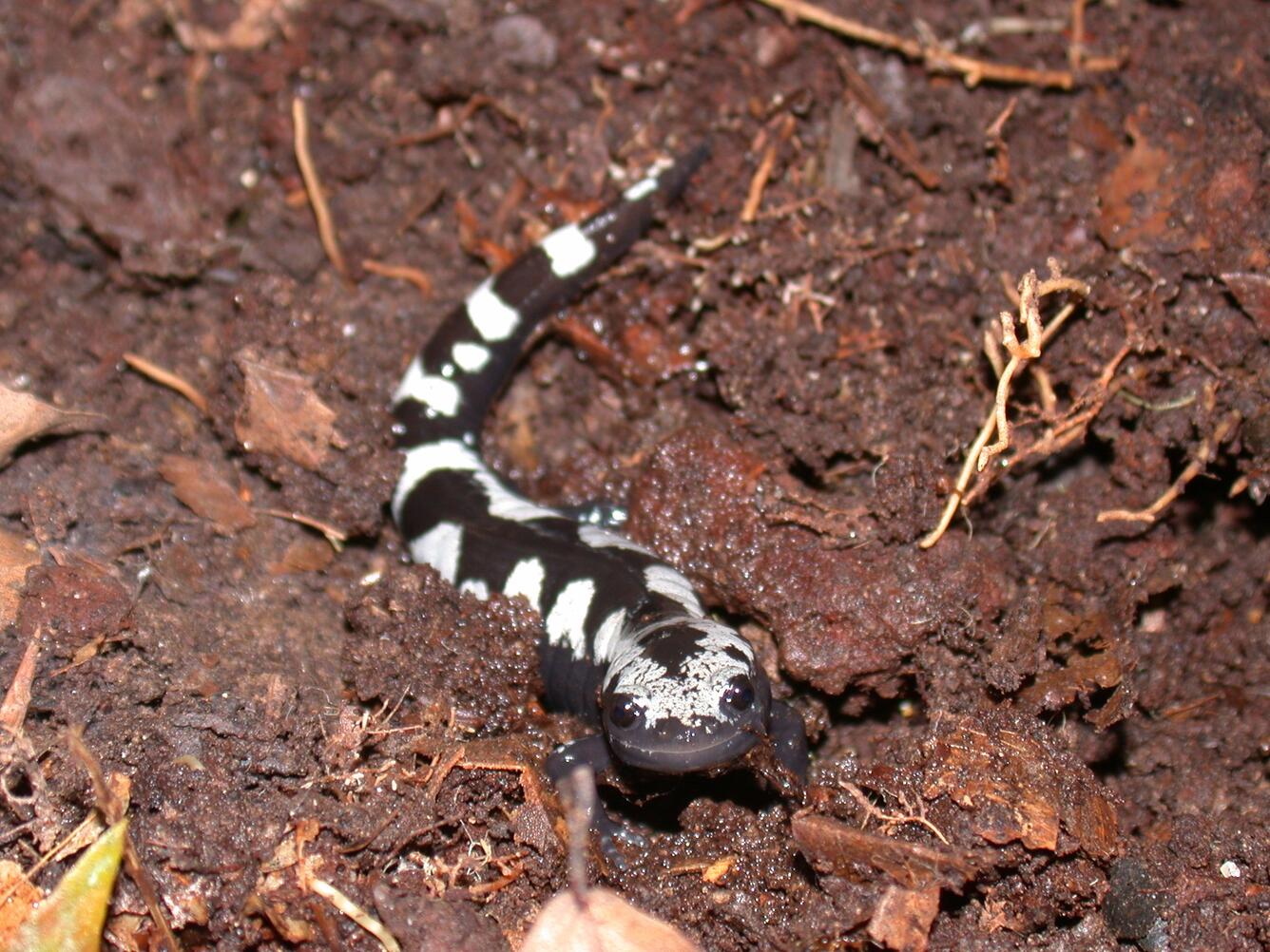 A black and white Marbled salamander smiles towards the viewer, while standing in wet soil.