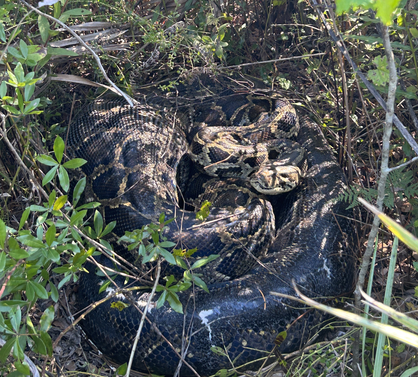 Burmese python in the Florida Everglades