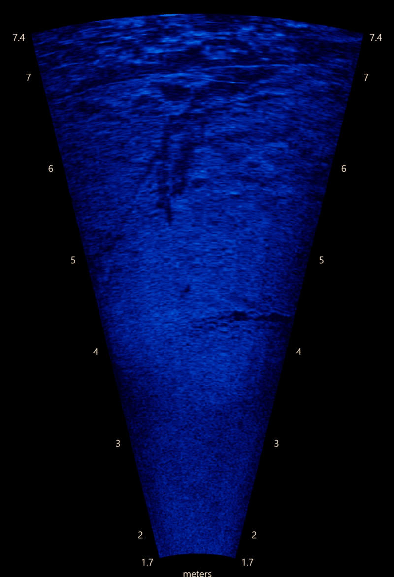 ARIS Sonar imagery showing a female and two male shovelnose sturgeon over an egg deposition location