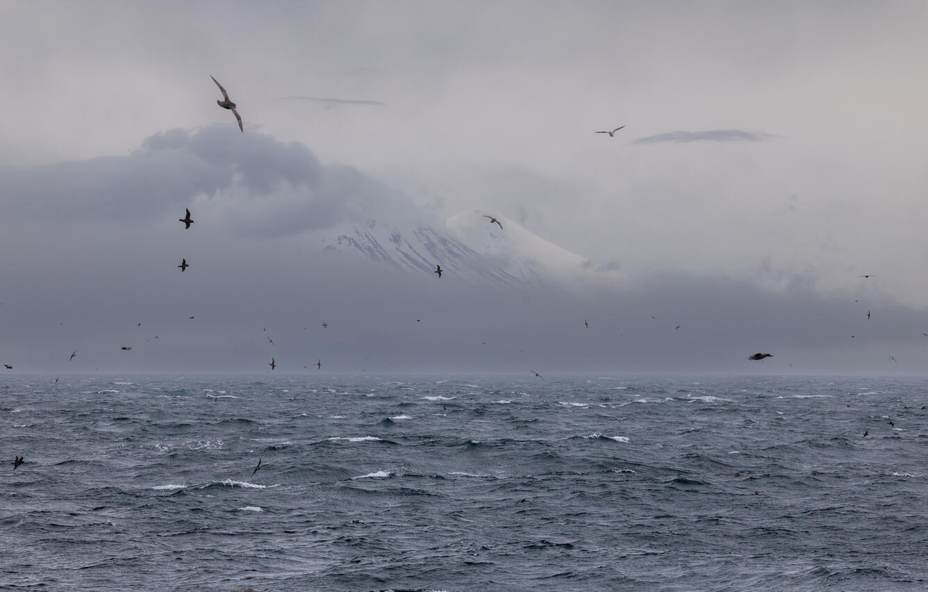 Birds fly over the ocean with a mountain in the background