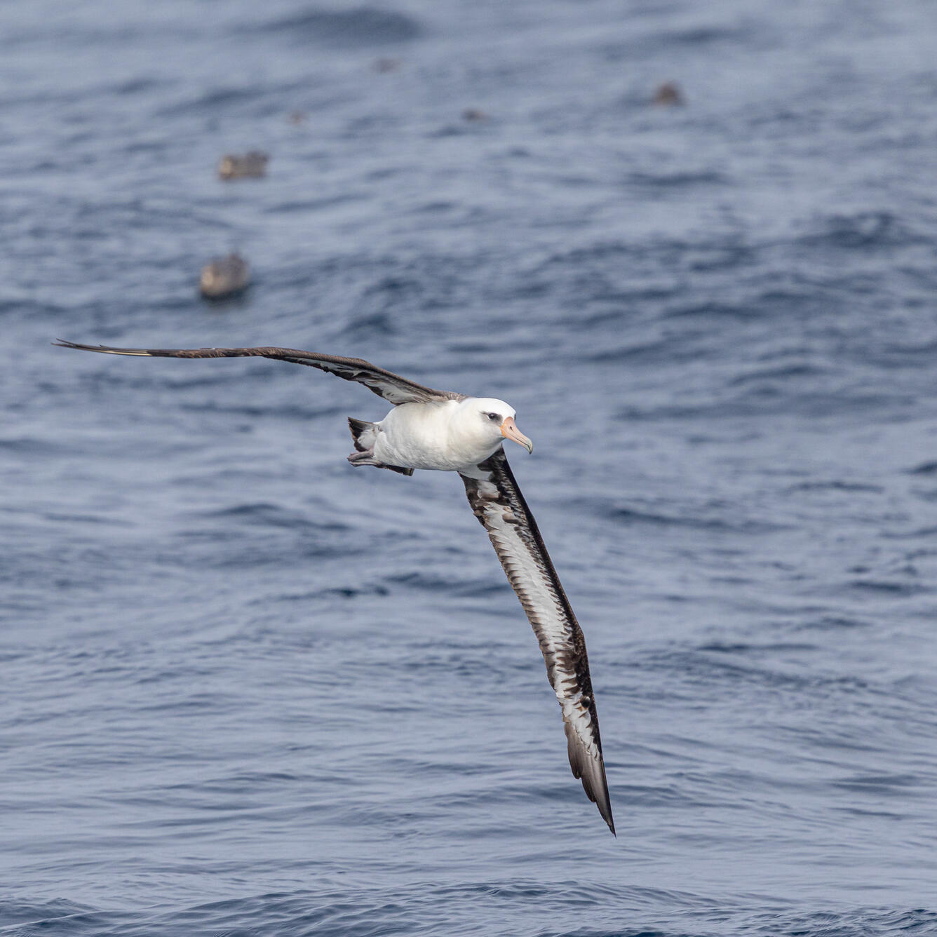 A white and black bird flies over the ocean