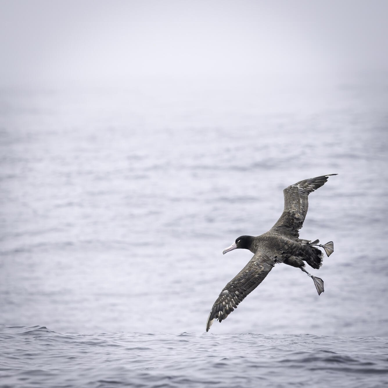 A black bird flies over the ocean