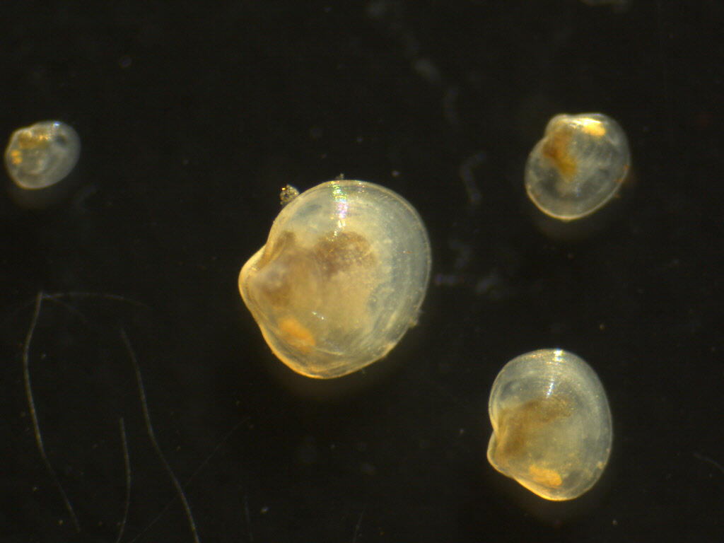 Microscopic view of bivalves on a black background