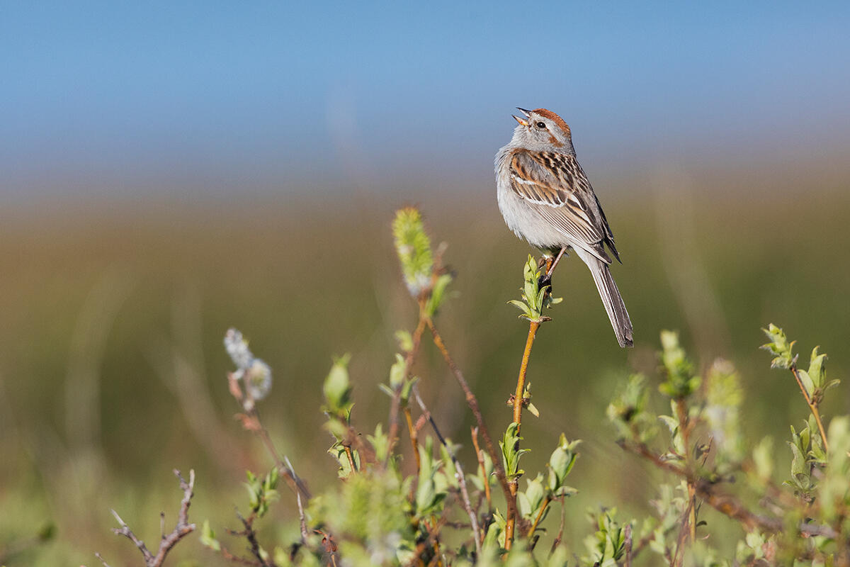 American Tree Sparrow on the Seward Peninsula in Alaska