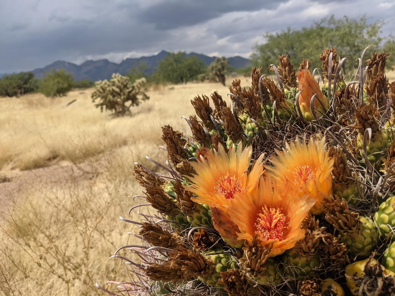 Cactus blossom in the grasslands