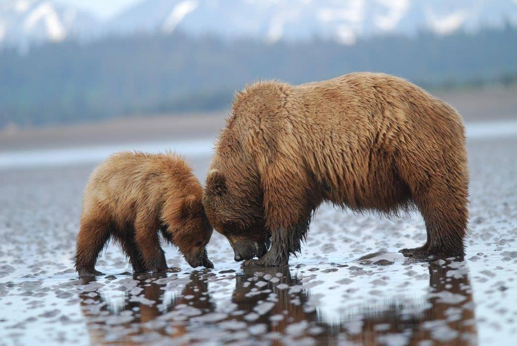 A mother bear shows its baby how to dig for clams at Lake Clark National Park & Preserve in Alaska