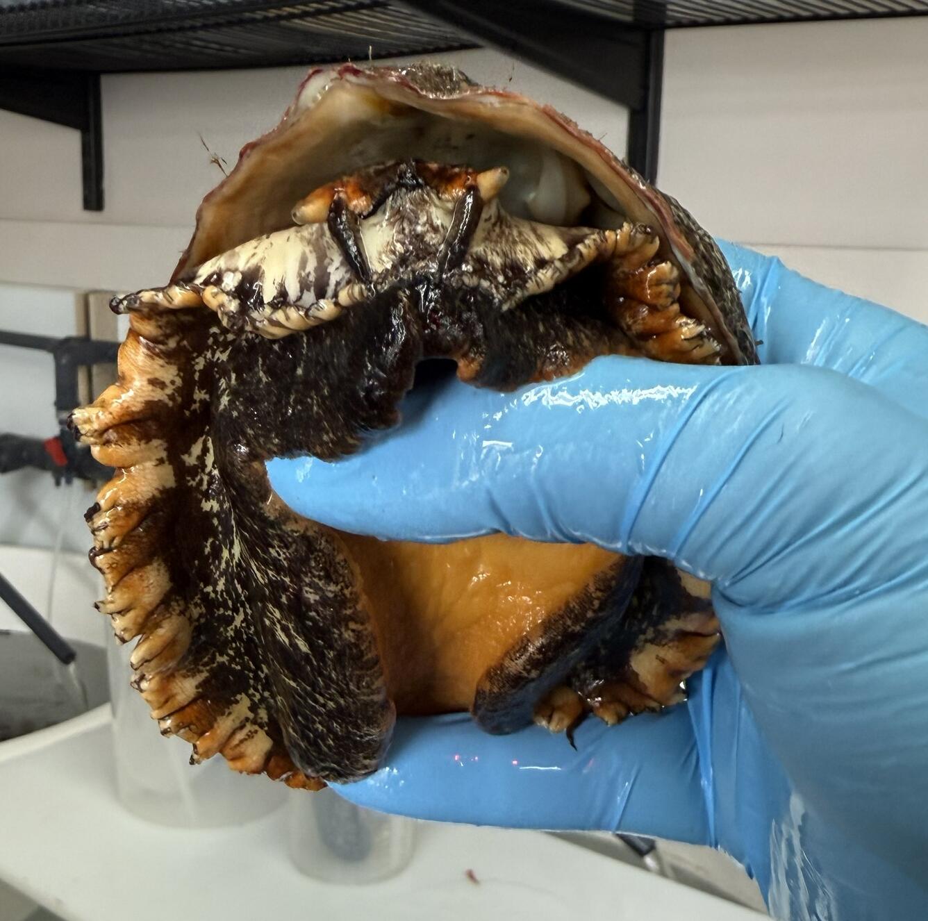 Photo of scientists holding Pinto Abalone with blue gloves