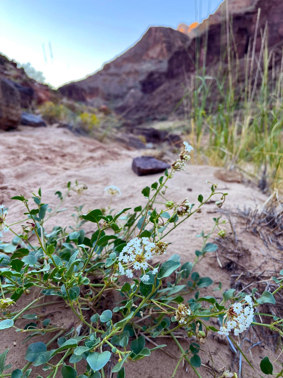 A plant with leaves on long vine-like stalks and small white flowers clustered in a bunch growing out of sand in Grand Canyon
