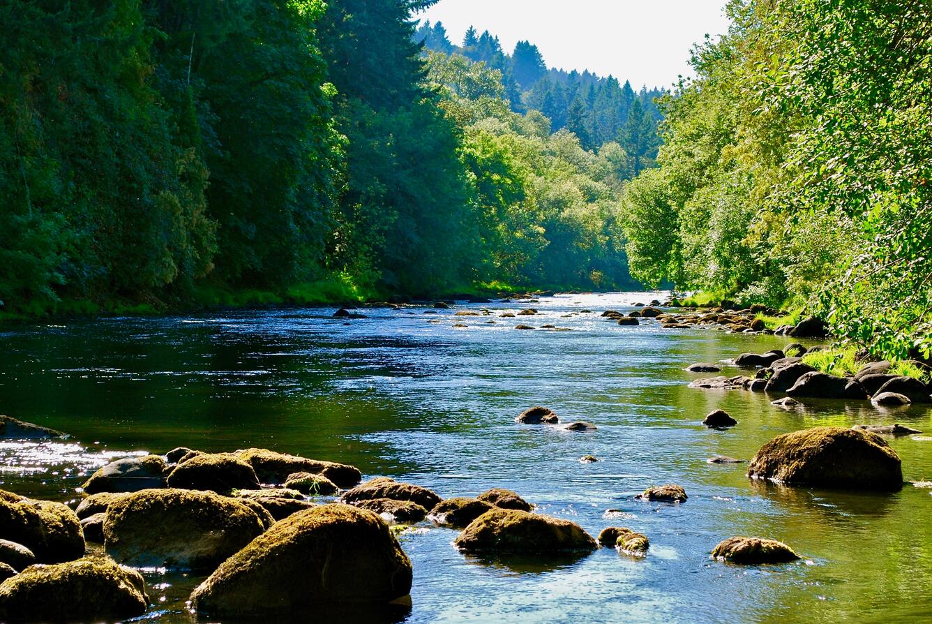 bright sunny day looking upstream of the river. Bushy green trees line the bank.