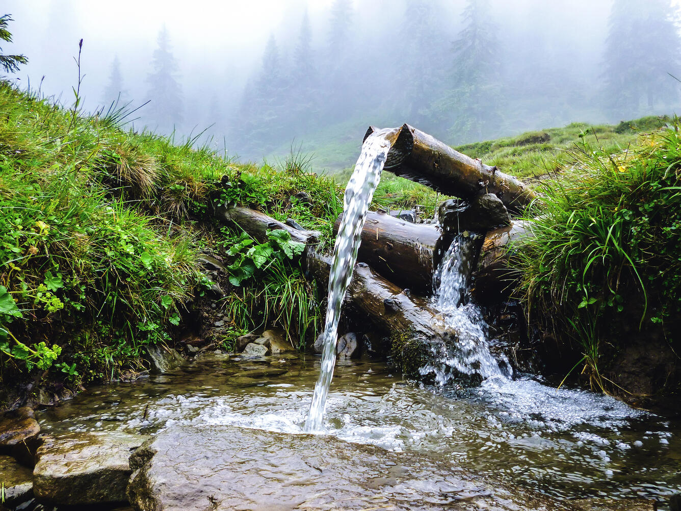 Pine trees shrouded in fog. Grassy hill and small water fall with spring water flowing over a log.
