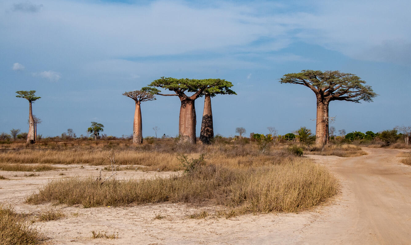 Avenue of the Baobabs, Morondava, Madagascar