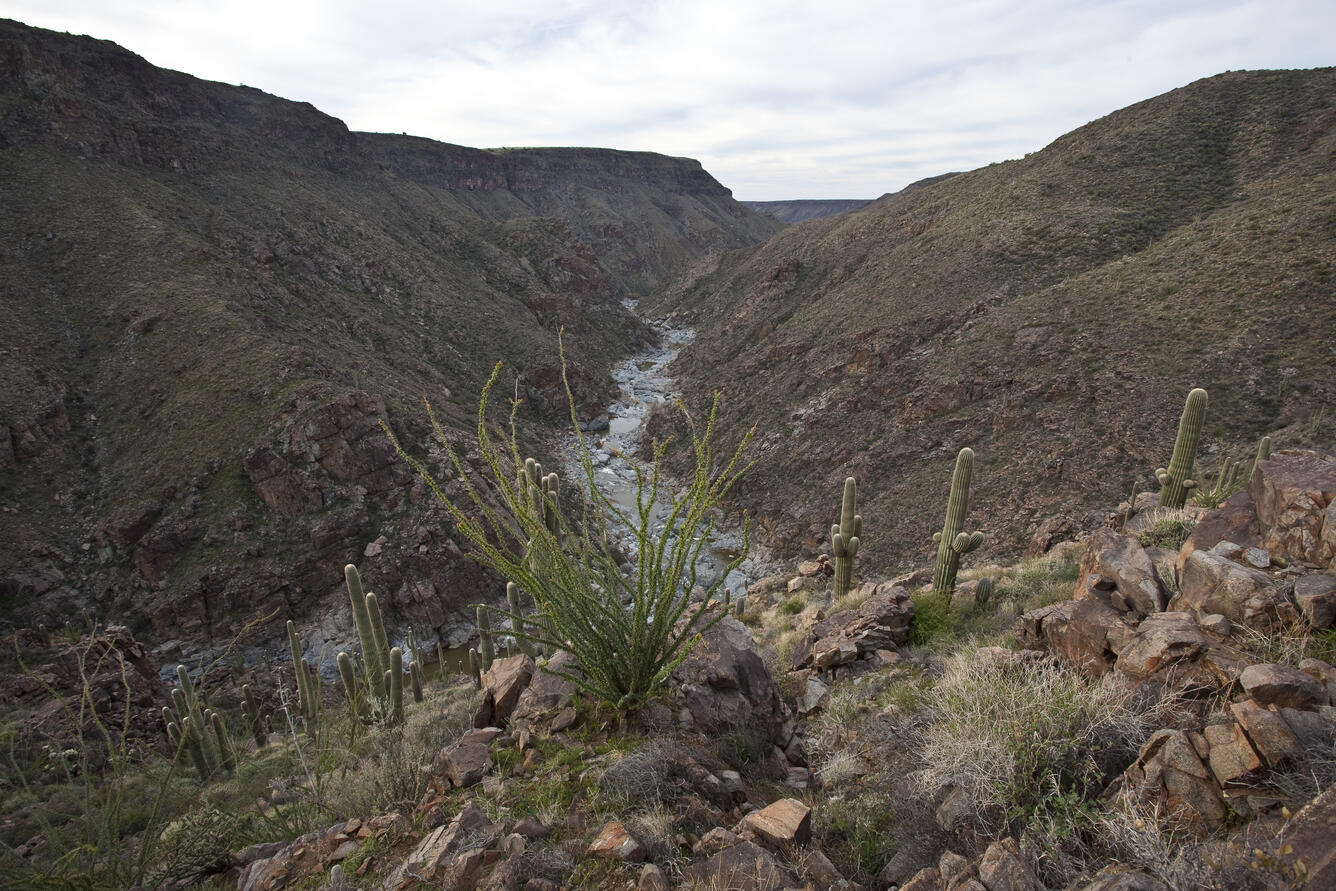 Cacti on a hill adjacent to the Agua Fria river in Agua Fria National Monument.