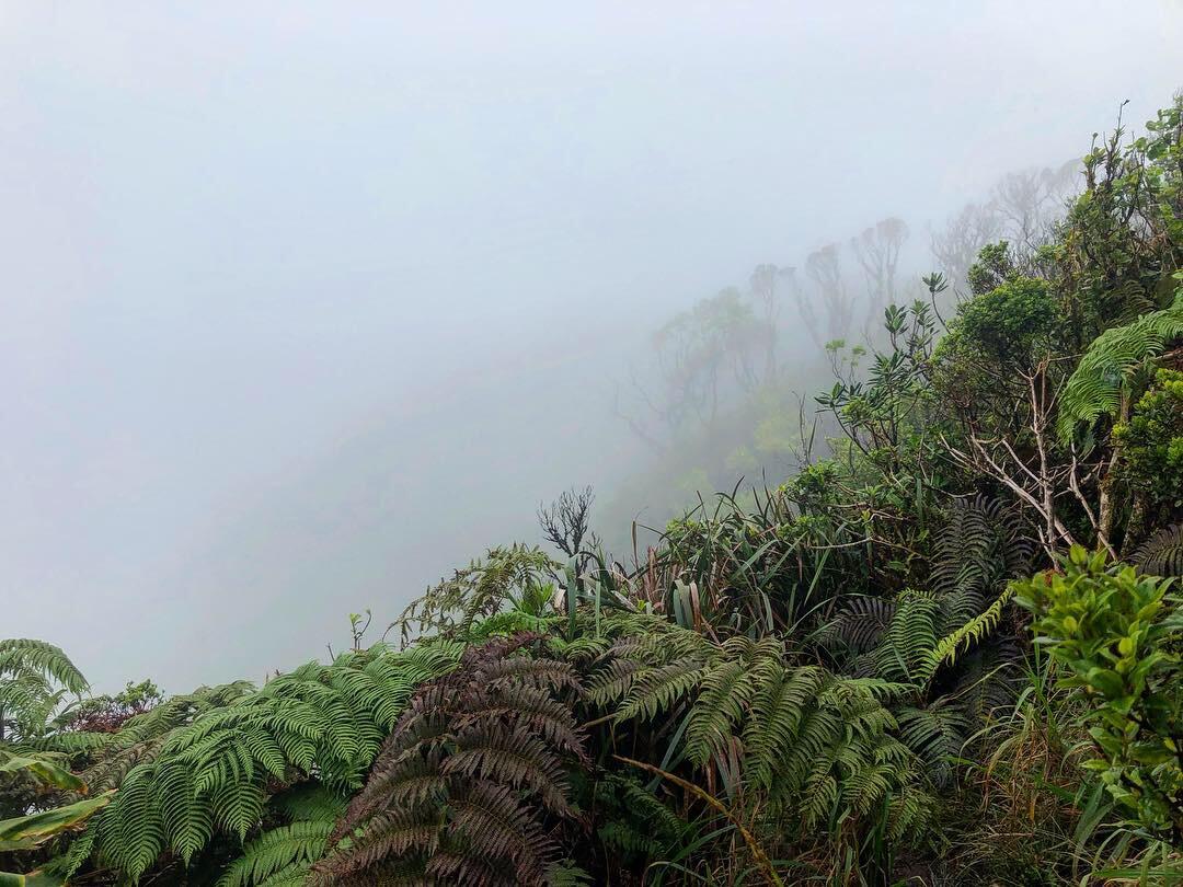 Photo of misty clouds in a forested area of Alakaʻi Wilderness Preserve, Kauaʻi.