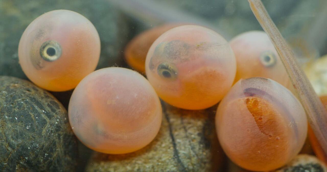 Coho salmon eggs ready to hatch