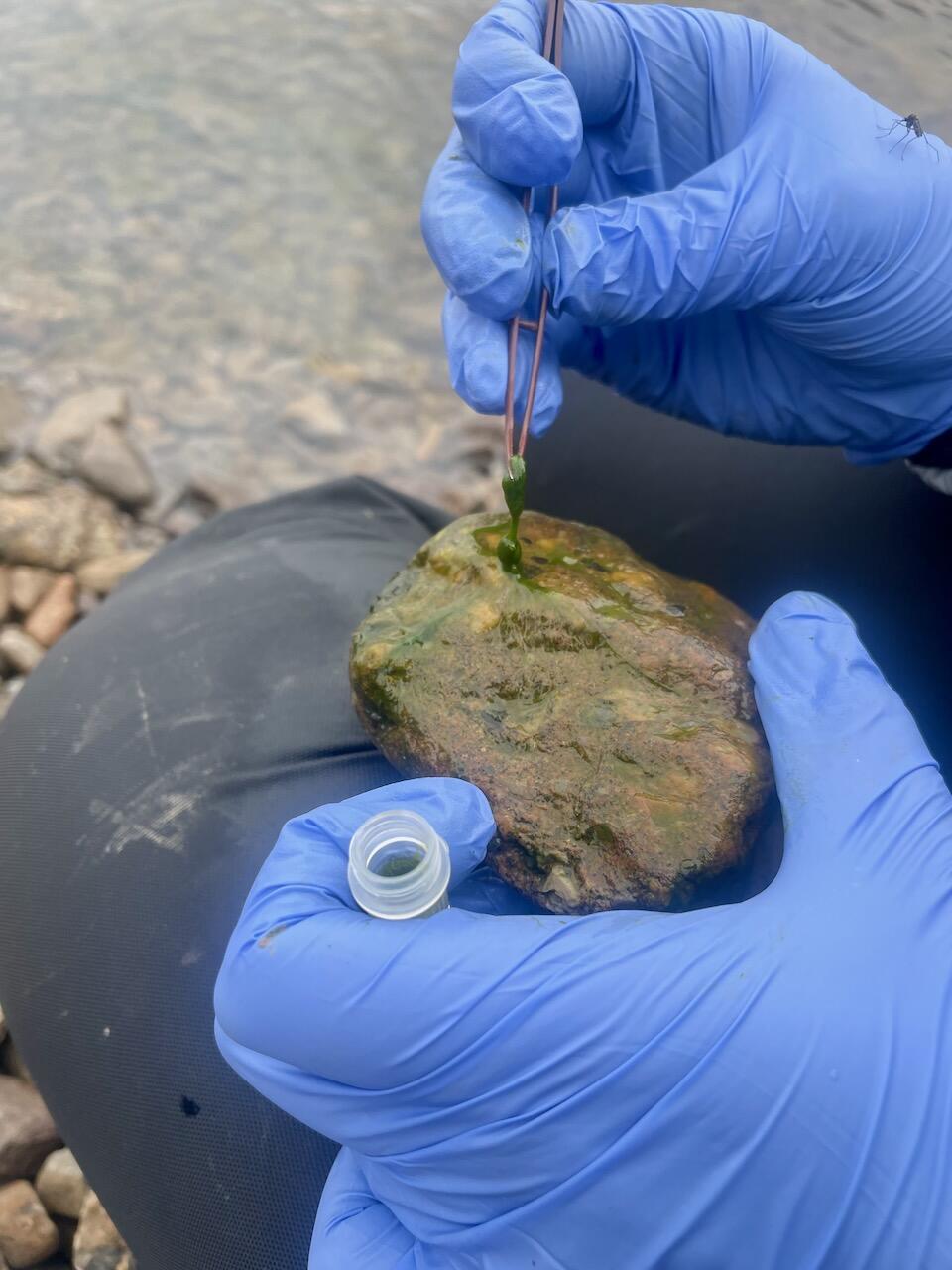 Close up of hands in blue latex gloves holding twicers with green algae on rock and while test tube. Rocks and water below. 