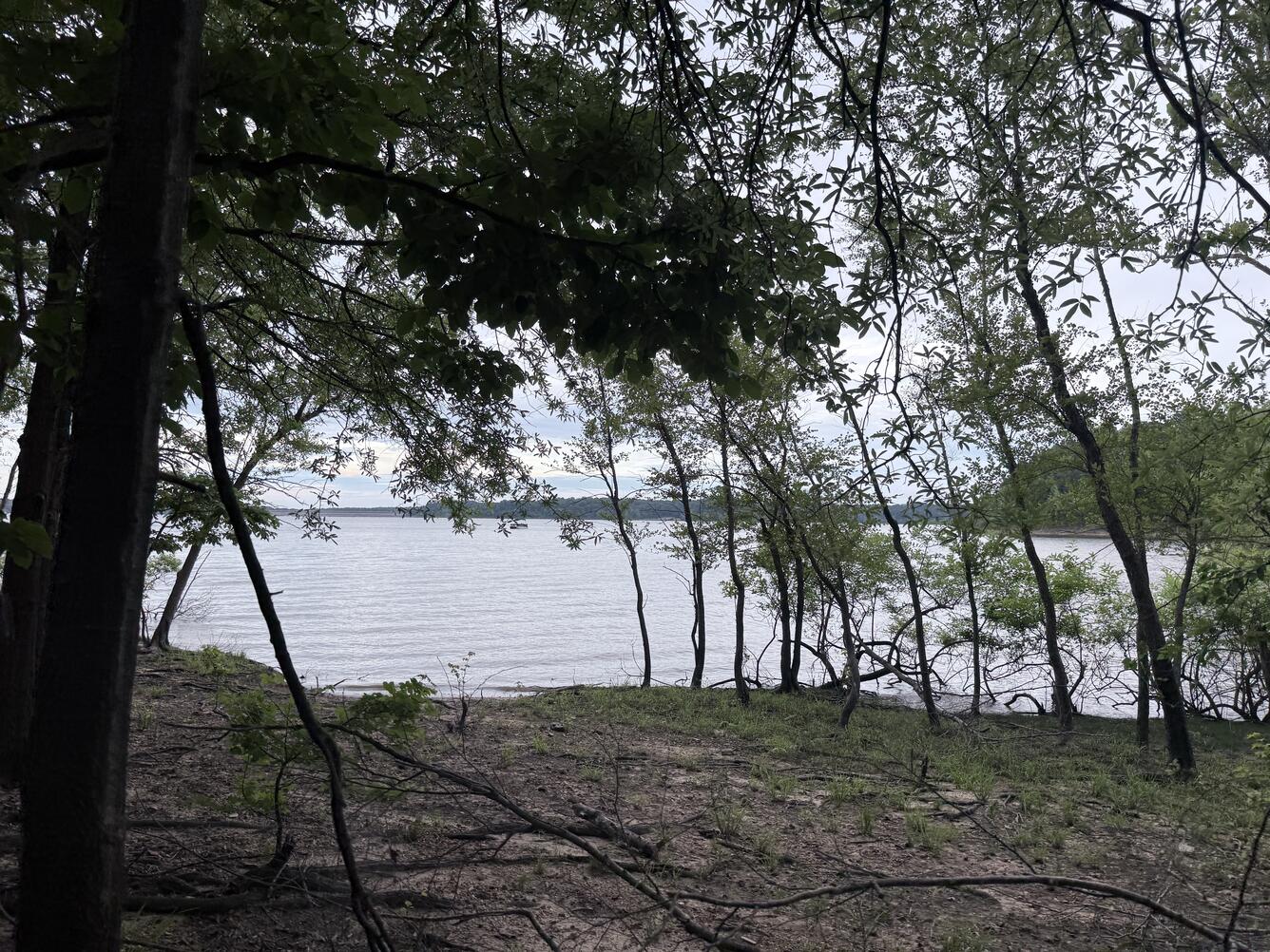A shaded forest shoreline opens toward a calm lake, with thin trees and leafy branches framing the water.