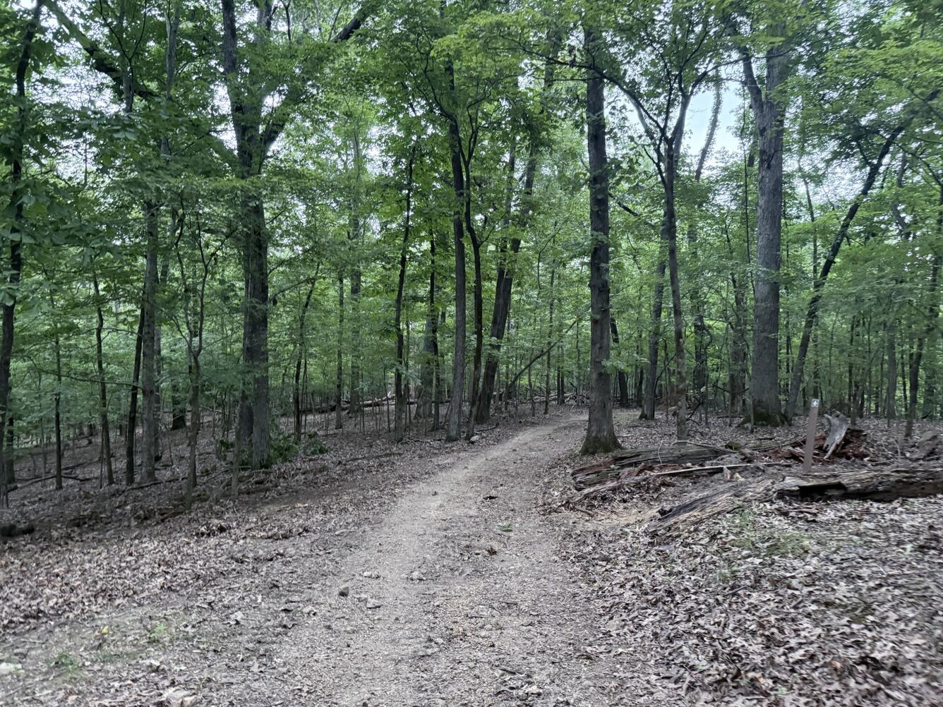 A narrow dirt trail winds through a dense green forest. The path is surrounded by tall trees and leaf litter.