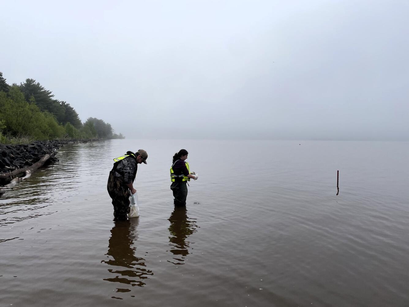Two scientists collect water samples while wading in a shallow bay on a gray overcast day.