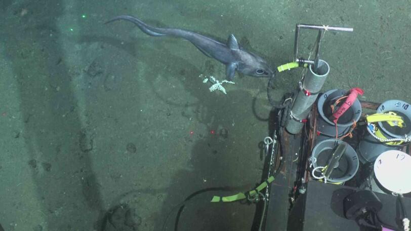 A fish swims over the seafloor near some scientific instruments