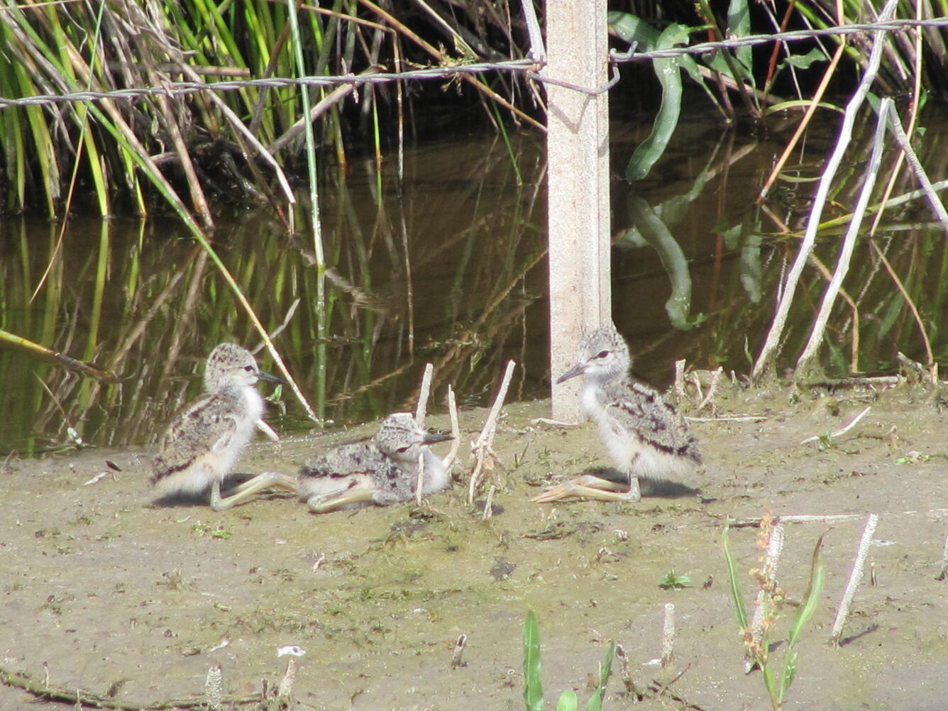 Three gray chicks with long legs sitting on a muddy shoreline