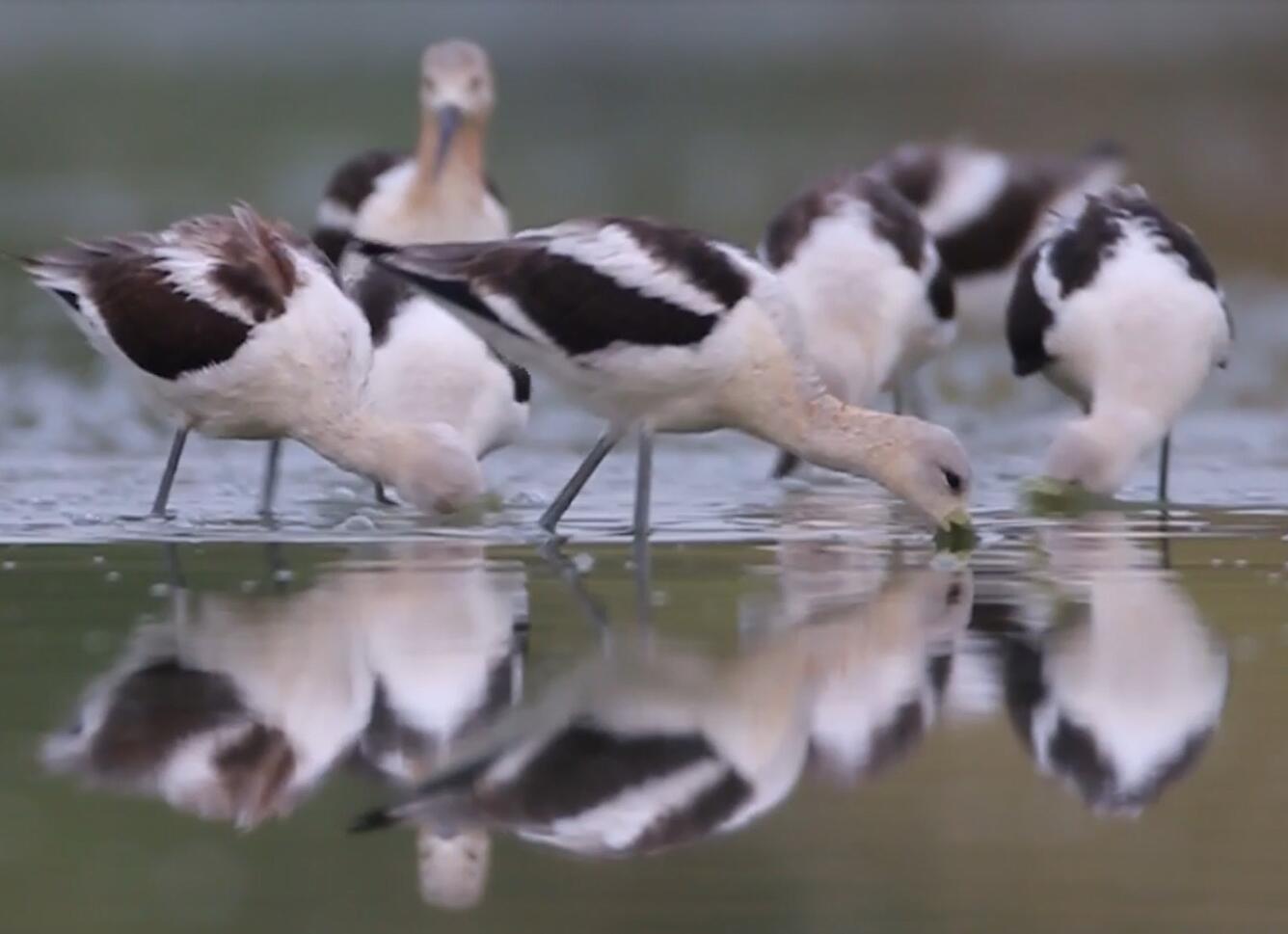 American Avocets with white bodies and brown and white feathers dip long beaks into water for food