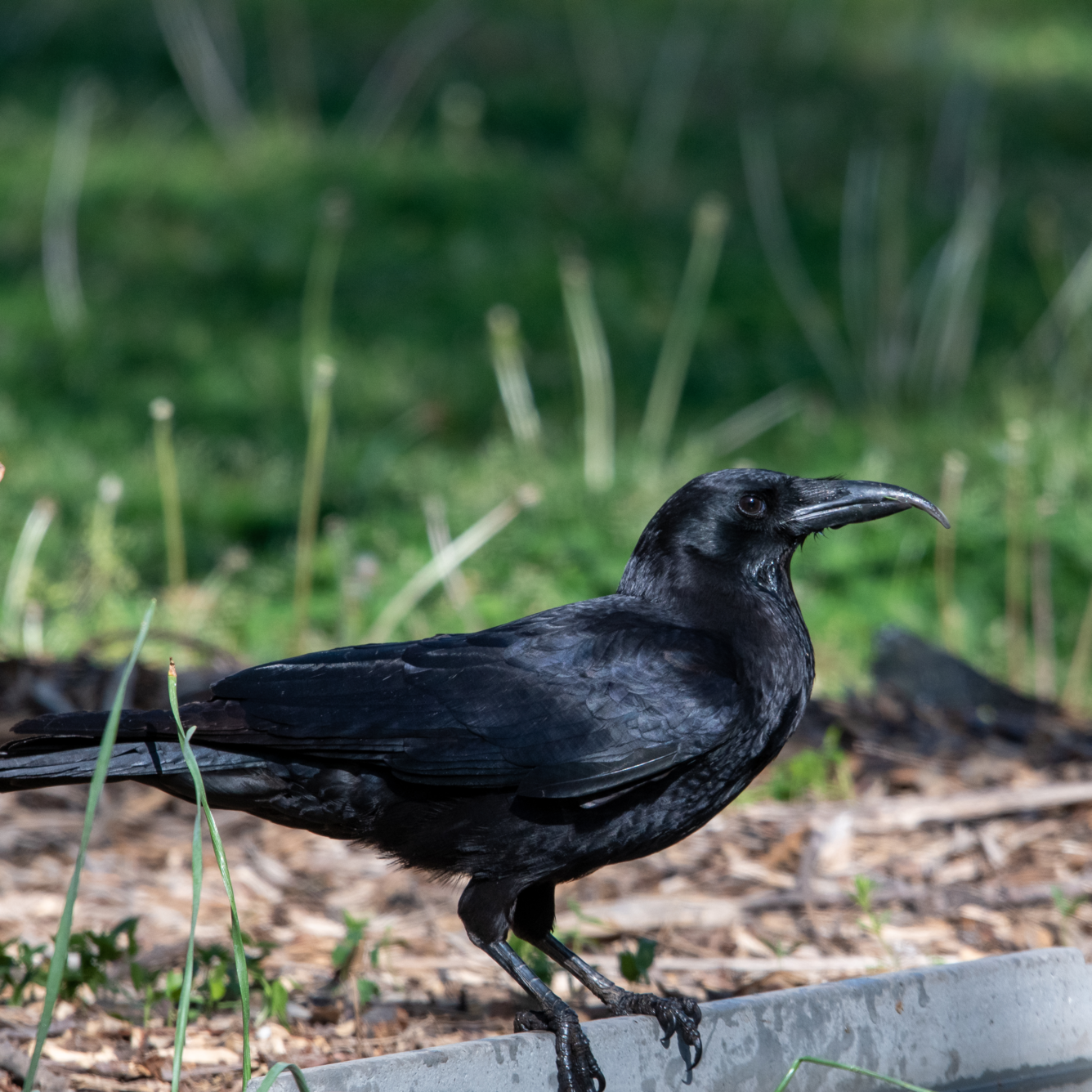 All black bird with elongated top of bill.