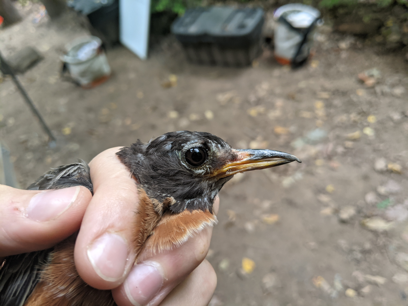 Black and rust colored bird with an elongated upper bill.