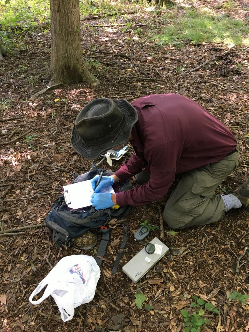 Andy Royle processing a box turtle