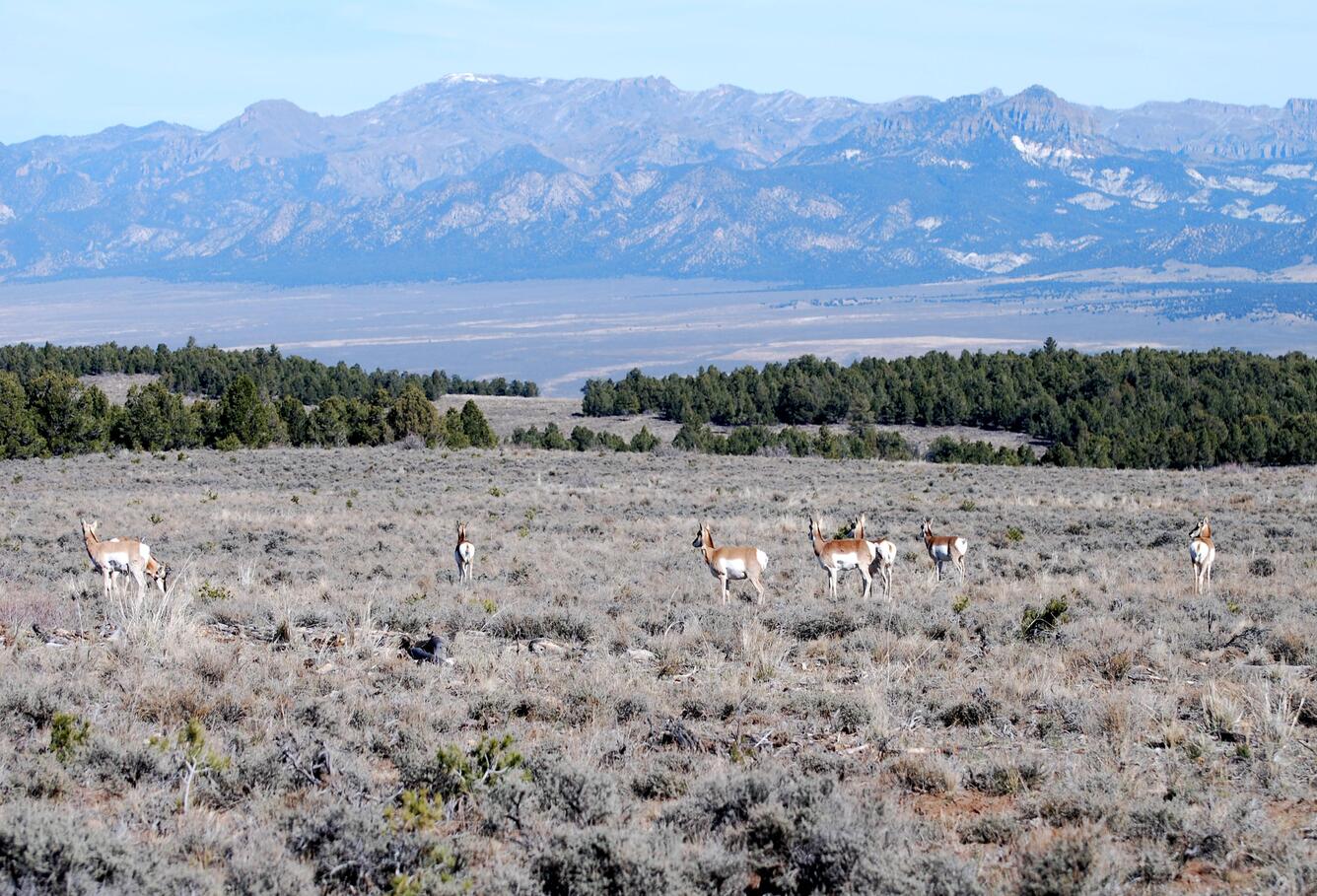 antelope in a sagebrush area, conifers in the background, mountains behind the conifers