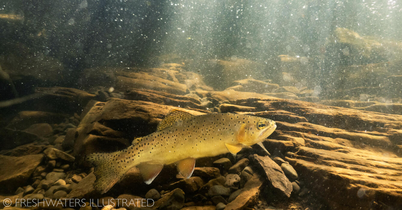An Apache trout (Oncorhynchus apache)
