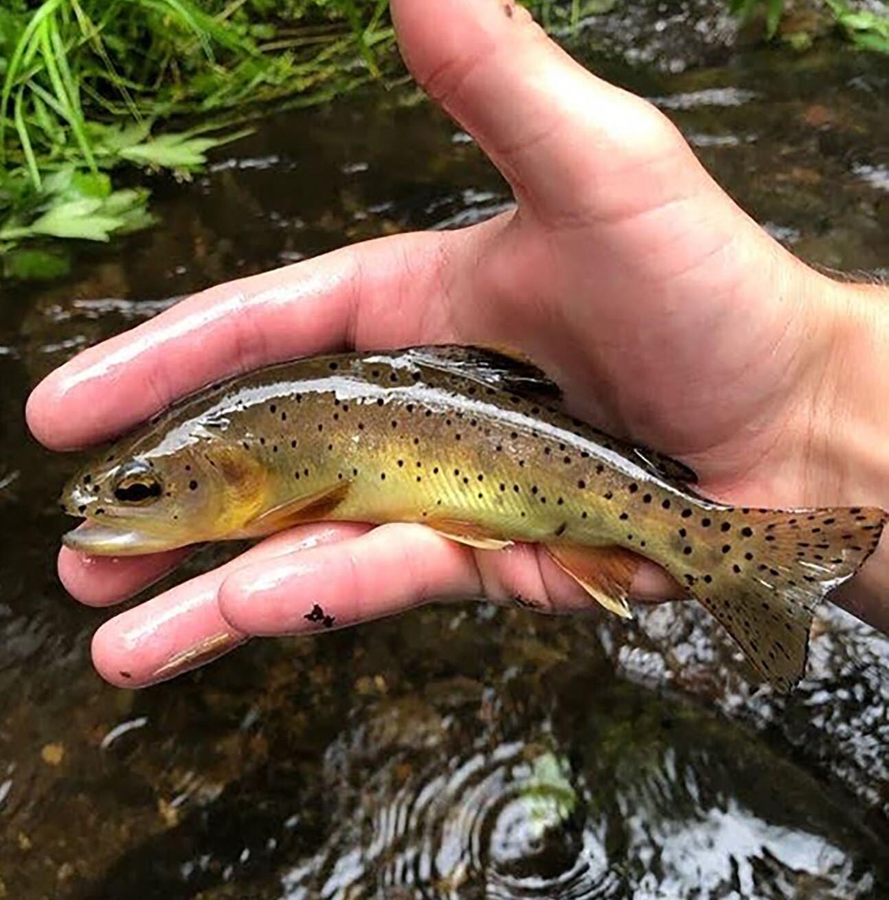 A young Apache trout with brown and yellow spotted coloration is held in a person's hand over a stream