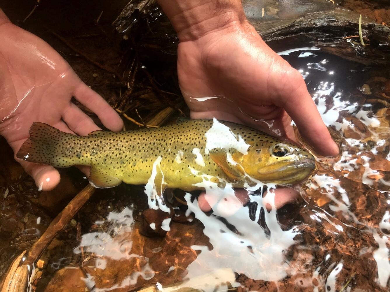 An Apache trout with yellow coloration and black dots is held in a person's hands just above the surface of a stream. 