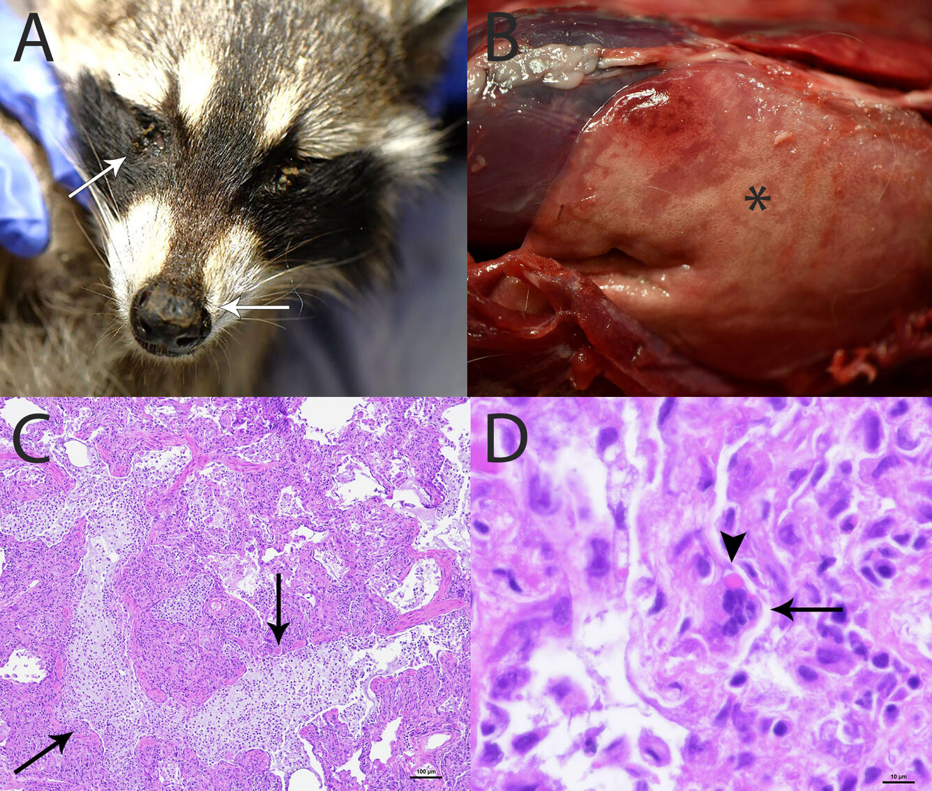 Photos showing discard on raccoon eye, crusty nasal planum, and lesions in airway.