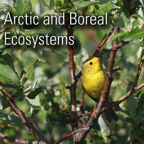 Male Wilson's Warbler in a shrub on the Seward Peninsula, Alaska