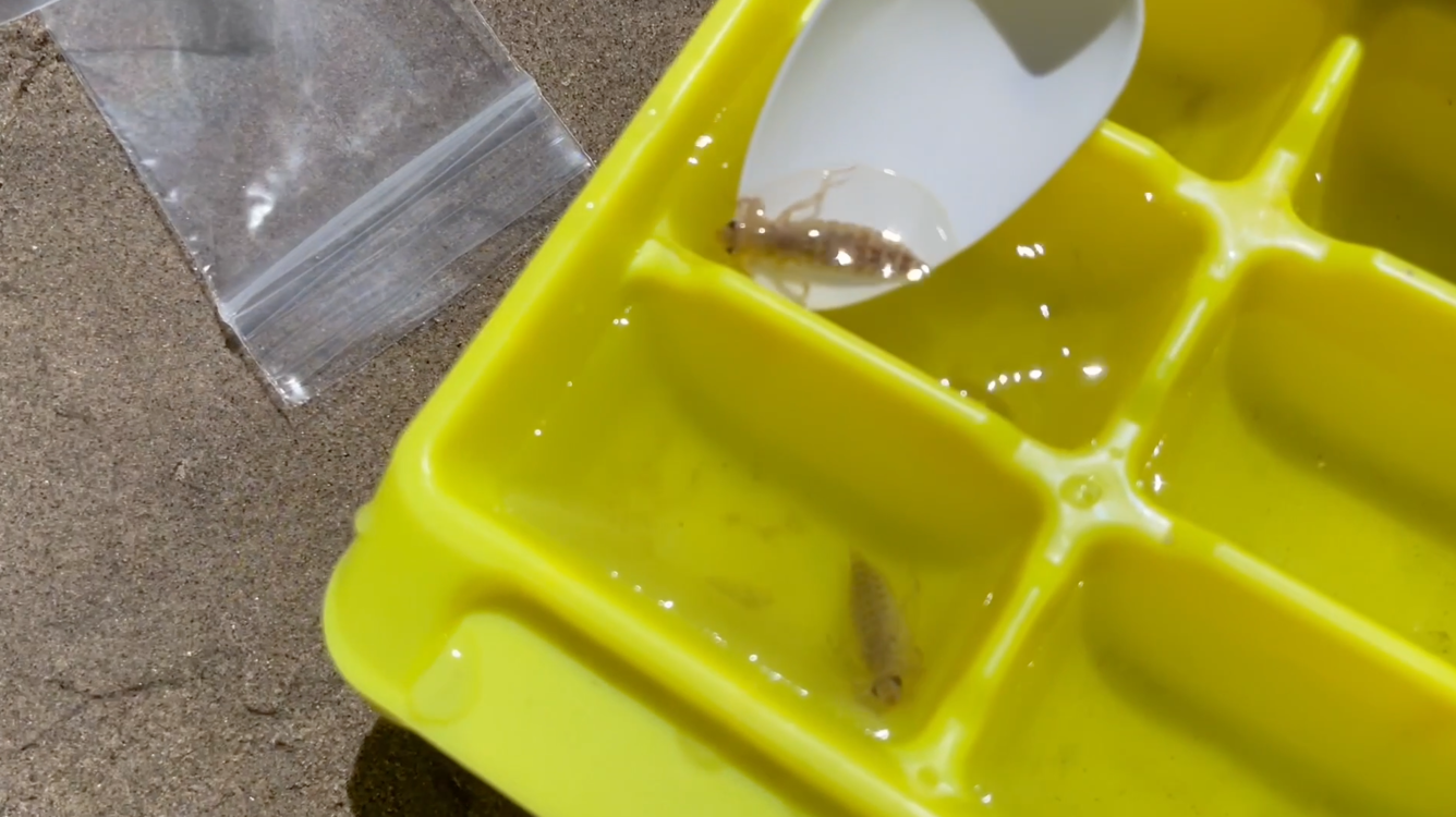 Dragonfly larvae collected in arid ecosystem