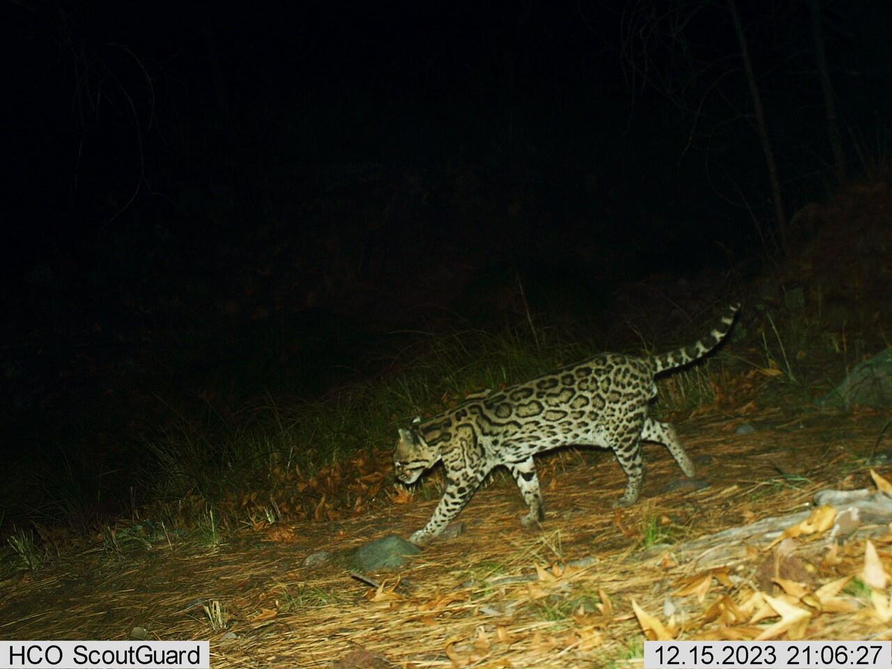 ocelot