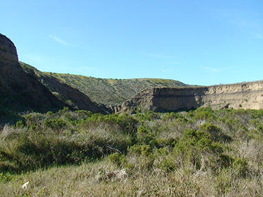 Rocky canyon with dense shrubby vegetation growing in the middle and on the hillsides above
